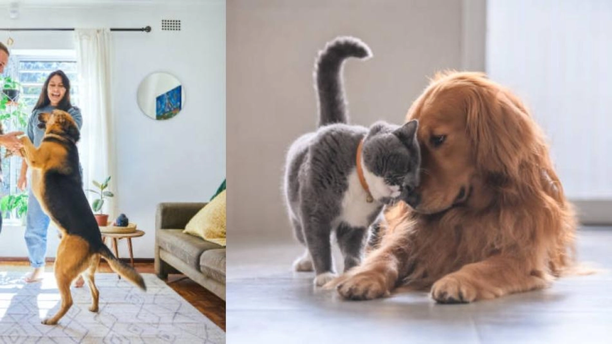 ‘Los gatos y los perros no son sustitutos de los hijos’: veterinario explica el cambio en la relación con las mascotas