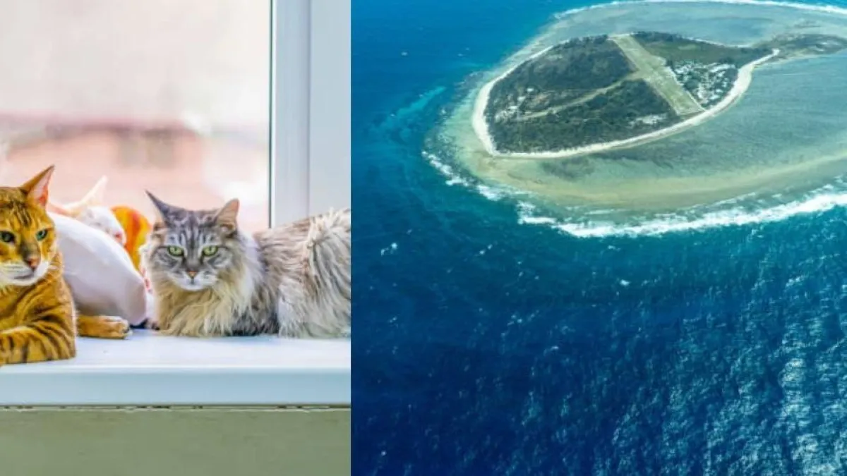 Llevaron cinco gatos a Isla Marion por plaga de ratones y 77 años después encontraron un costoso desastre por arreglar