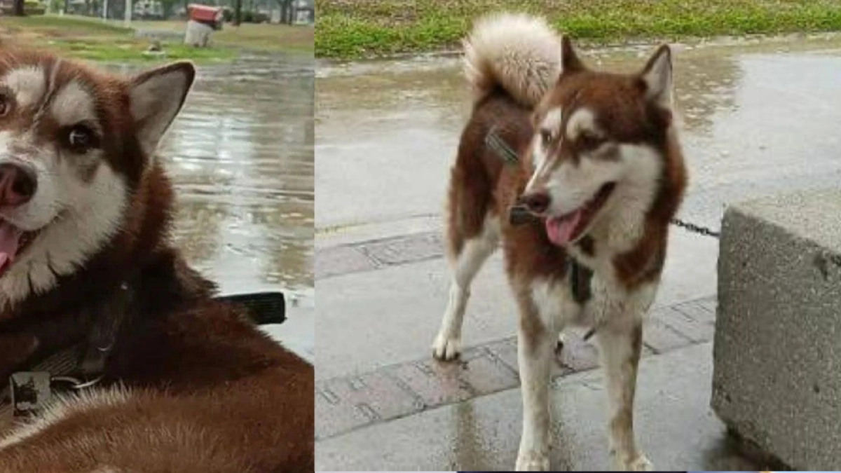 Un Husky se convirtió en el primer animal en México en recibir pensión de alimentos por parte de la pareja de su dueña