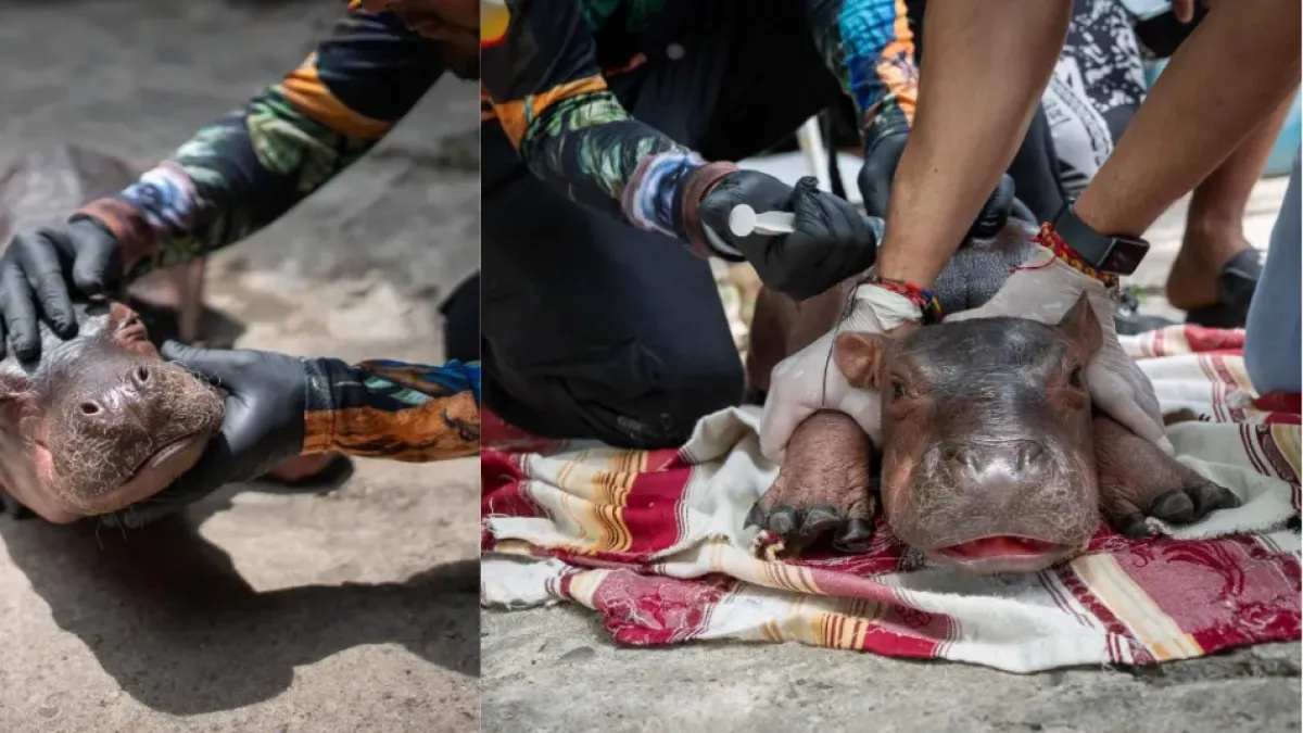 Murió la cría de hipopótamo rescatada en Antioquia: tenía menos de 15 días de nacida y sufrió lesiones pulmonares