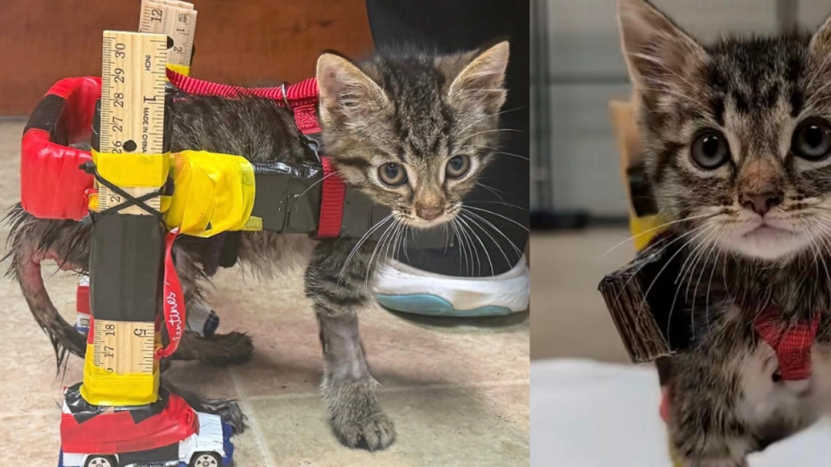 Equipo de veterinarios le construyó una silla de ruedas improvisada a un gatito con discapacidad