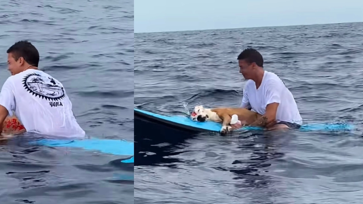 Video | Conmovedor momento en el que un hombre se despide de su perrito en medio del mar: 'Te amo cabezón, te voy a echar de menos'