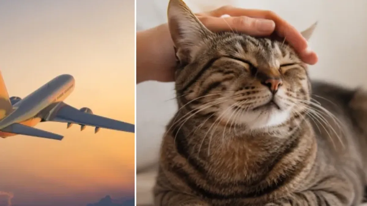 Buscan voluntarios para vivir gratis en una isla de Grecia y cuidar gatos: estos son los requisitos para postularse al programa internacional