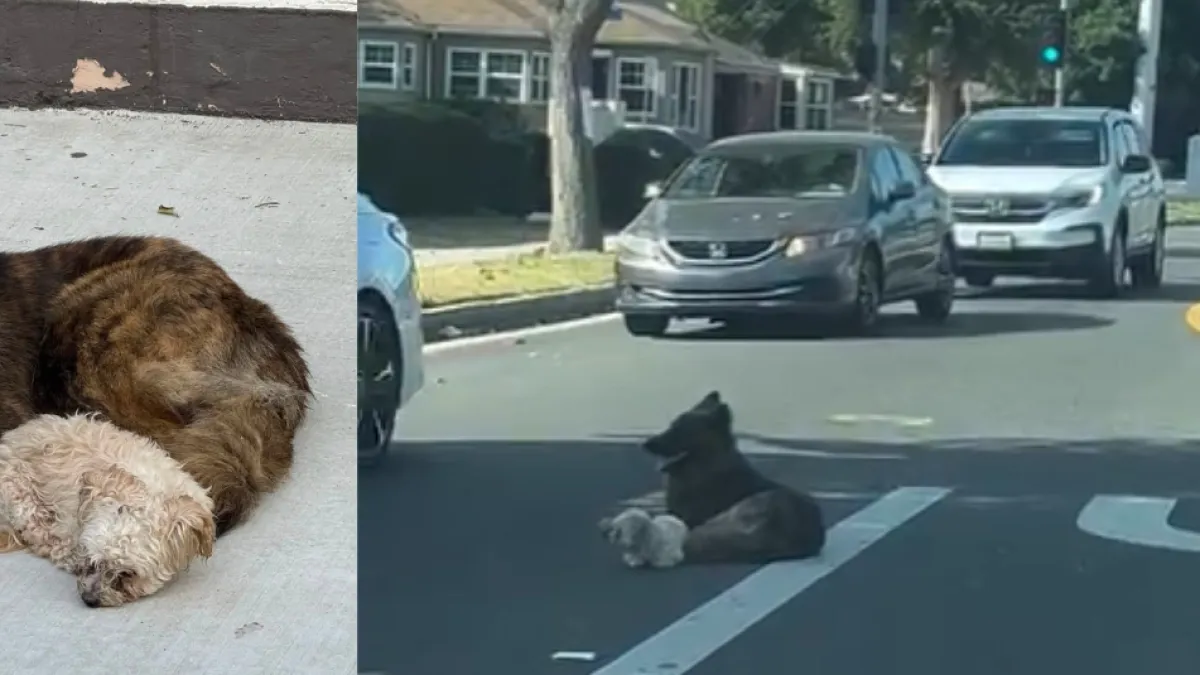 Dos perritos quedaron solos en plena avenida, la mayor se quedó junto a su hermano y lo protegió de los carros hasta que llegó ayuda: 'Una familia'