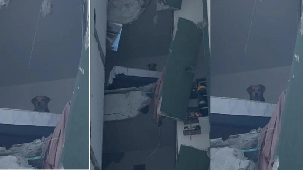 La imagen que dio la vuelta al mundo: Kiara, la perrita adoptada apenas cuatro días antes del terremoto, pasó 24 horas atrapada en un quinto piso
