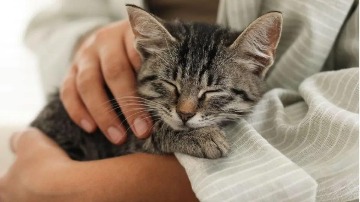 Por qué los gatos prefieren a las personas más distantes: esto explica un veterinario experto