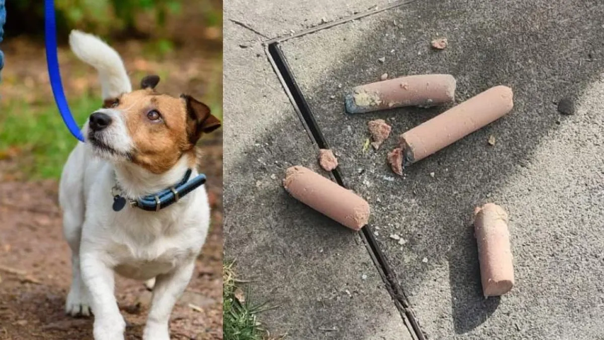 Alerta en el norte de Bogotá por el hallazgo de comida envenenada para perros en parques; entregaron importantes recomendaciones