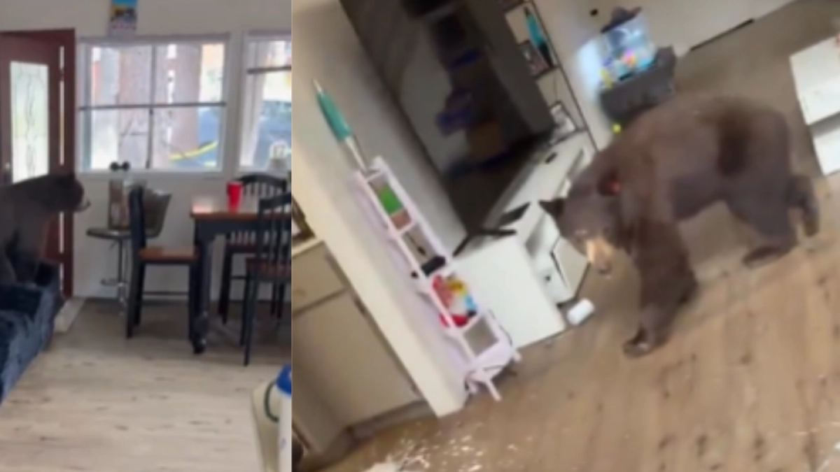 Colombiano se encontró de frente con un oso que invadió su casa en Estados Unidos y su reacción se volvió viral: 'Chite, chite'