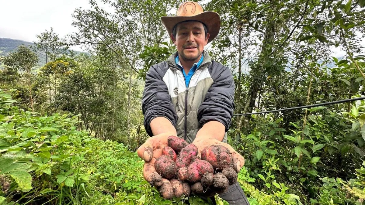 Papas moradas y truchas enormes: los sabores de Sumapaz que Bogotá todavía está descubriendo