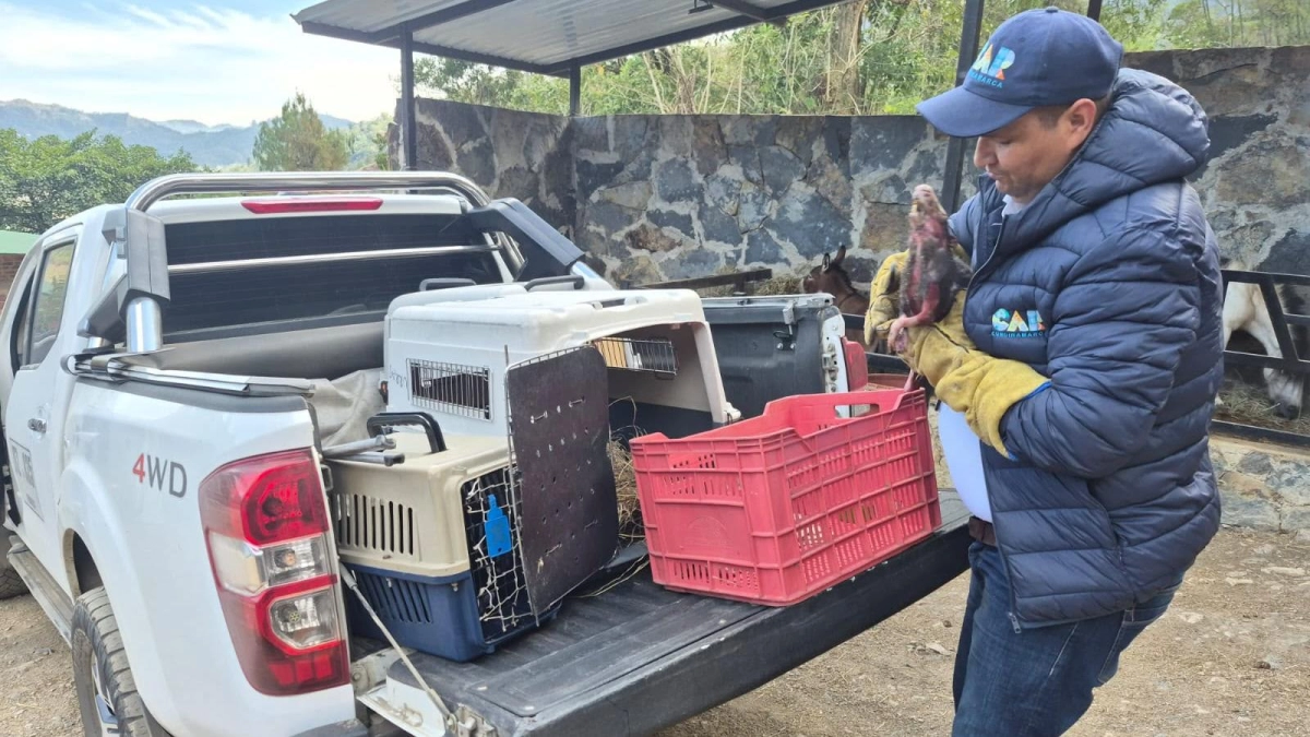 Cundinamarca arde: 196 incendios en agosto han afectado 1.380 hectáreas y dejado fauna silvestre muerta y herida