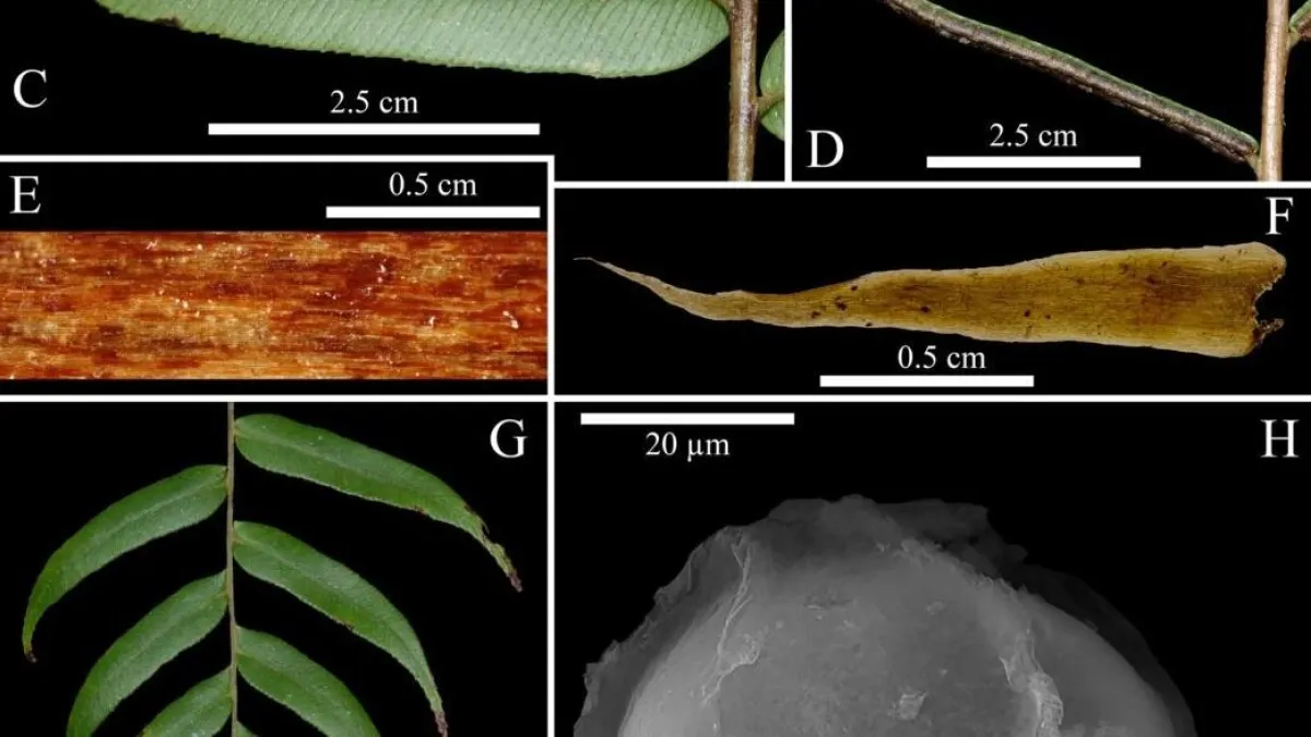 En Santander descubren una nueva especie para el mundo: se trata de un helecho endémico de la Serranía de los Yariguíes; esto se sabe de la planta