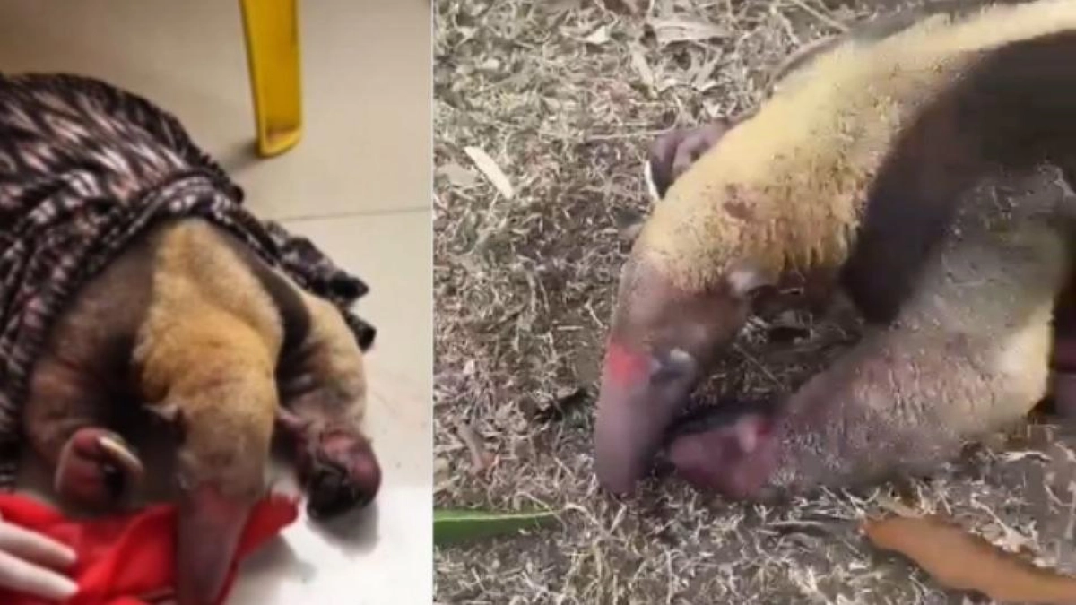 Oso hormiguero fue rescatado de los incendios en Tolima: hay varias especies afectadas