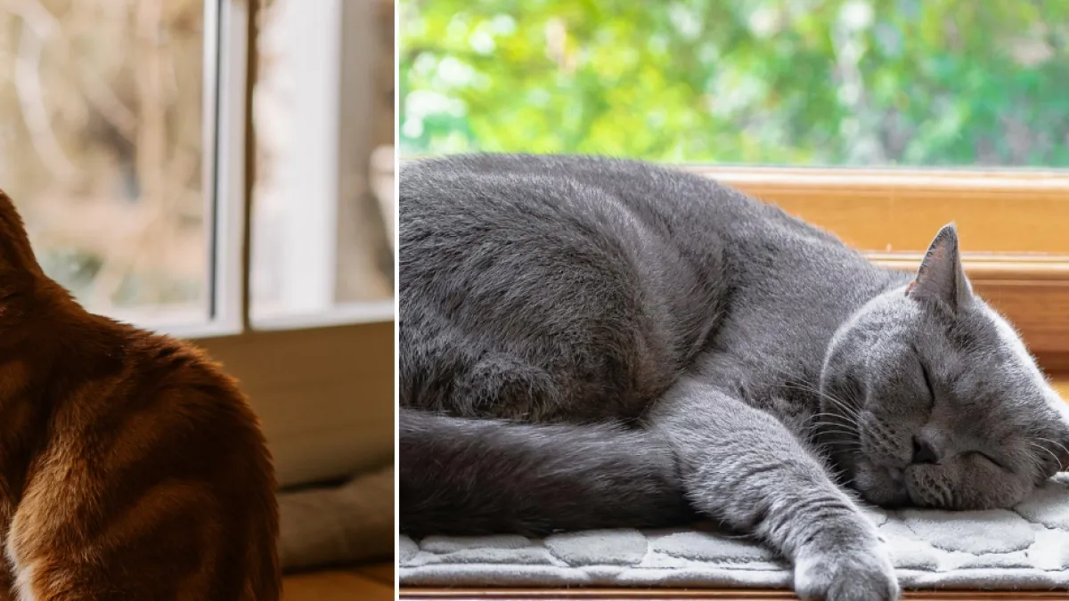 Carlos Gutiérrez, veterinario, explica qué hacen los gatos cuando sus dueños salen de casa: 'No es verdad que ellos creen que no vamos a volver'