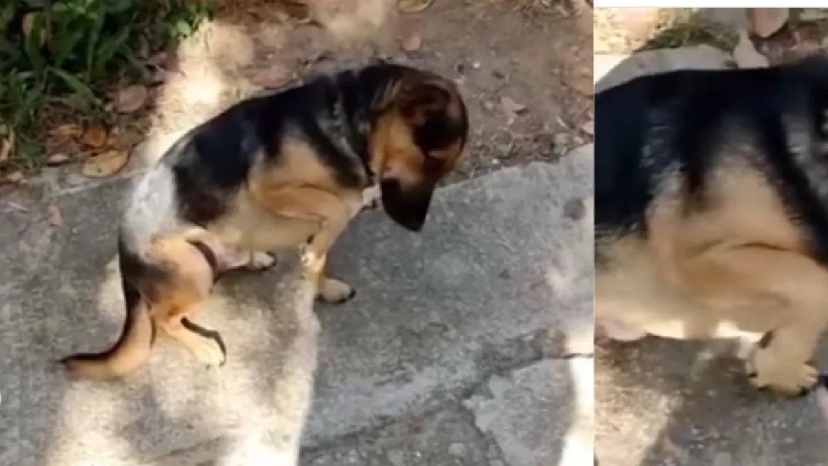El perrito 'actor', finge enfermarse cada vez que su dueña se va a trabajar: 'Le duele la pata'