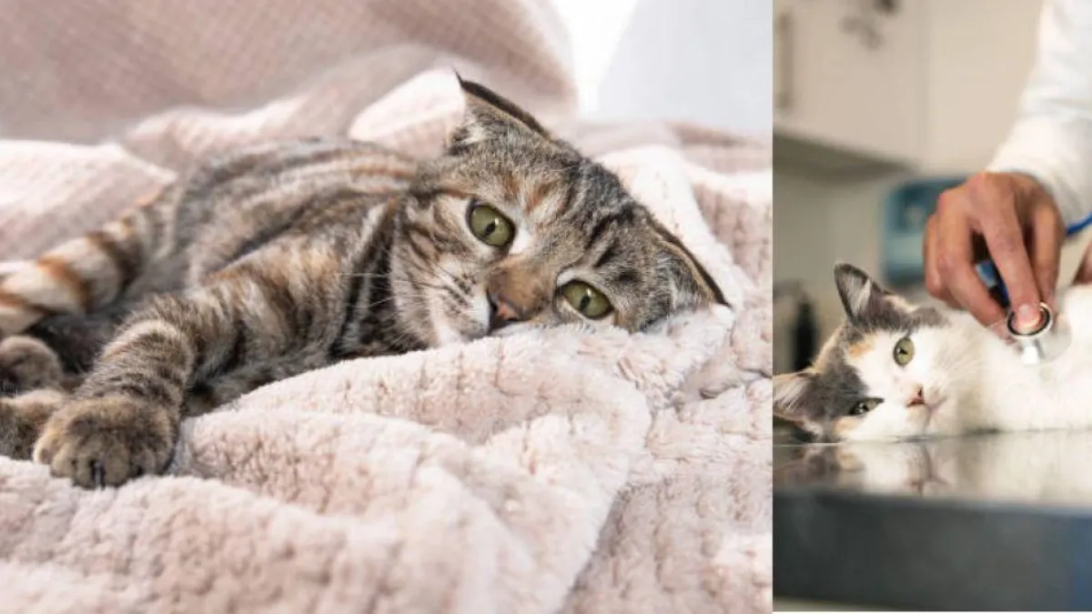 ¿Cómo saber si un gato siente dolor? Veterinario explica las señales que suelen pasar inadvertidas