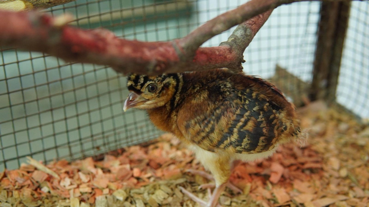 Nace ‘Milagro’, el paujil de pico azul que podría ayudar a recuperar una especie en peligro crítico