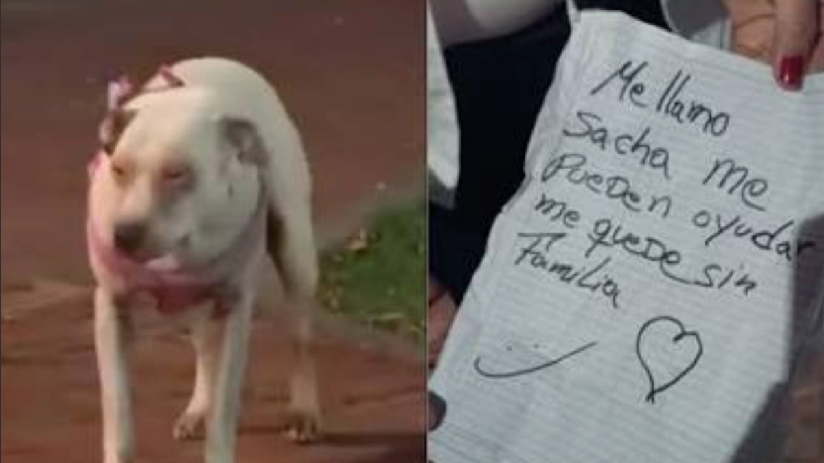 Perrita fue abandonada al Norte de Bogotá con un desgarrador cartel: 'Me quedé sin familia'