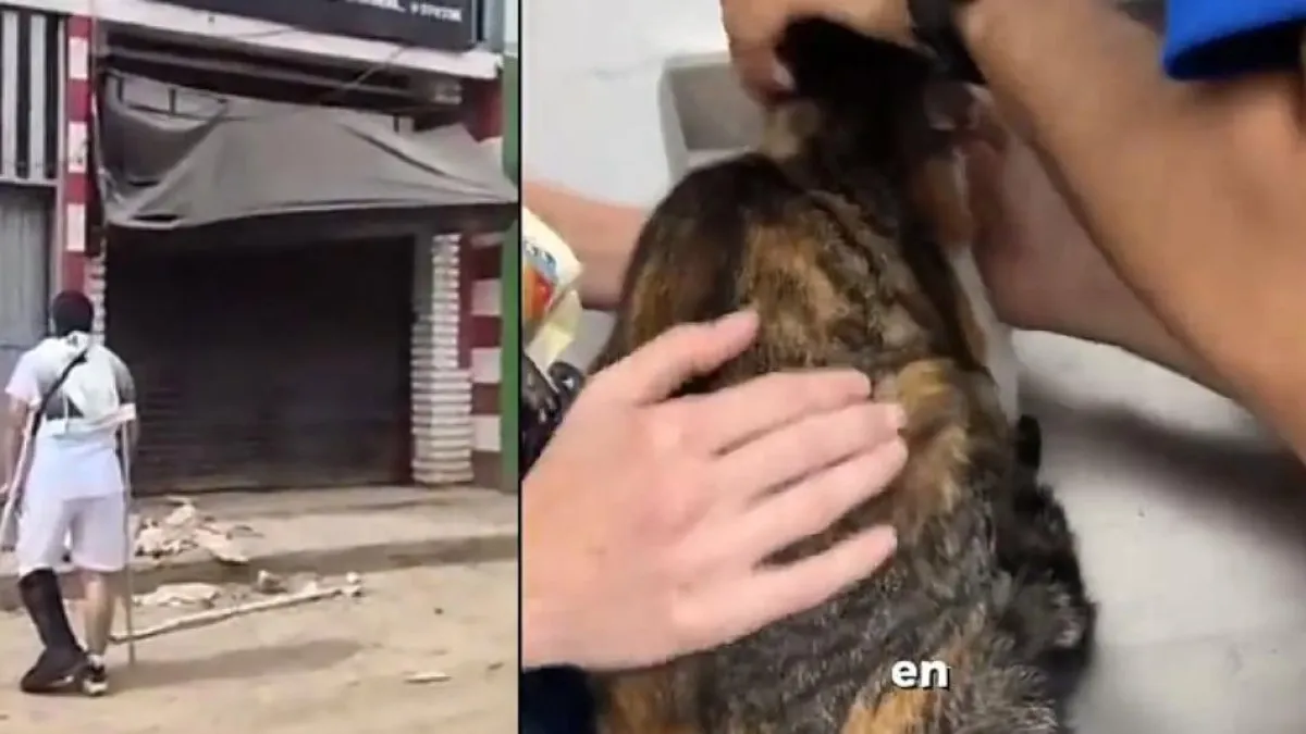 Tras 25 días del terremoto de 7,4 en Pereira, joven encontró a su gatita entre los escombros: 'La adoro; para mí, lo es todo'