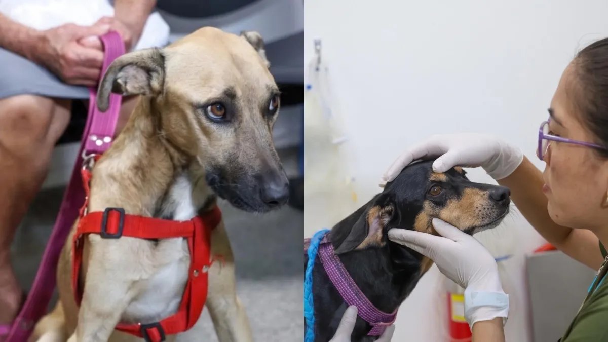 ¿Perdió a su mascota durante el terremoto en Cali? En el Centro de Bienestar Animal puede identificarla y reclamarla: así es el proceso