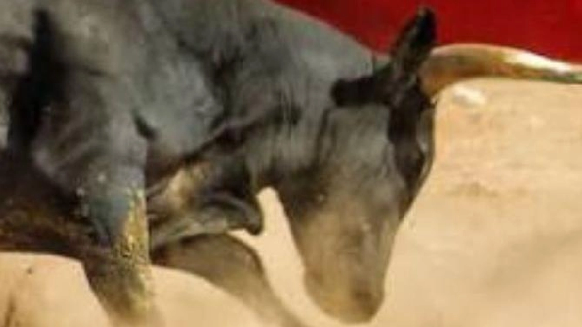 La Procuraduría investiga al alcalde de Barbosa, Santander, por presuntas irregularidades en la polémica corraleja de enero de este año