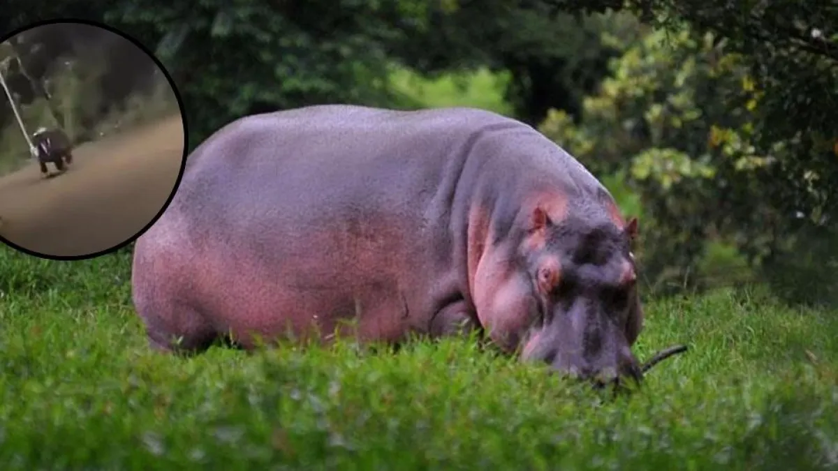 Hipopótamo persigue un carro en Antioquia y reaviva la alerta por la especie invasora