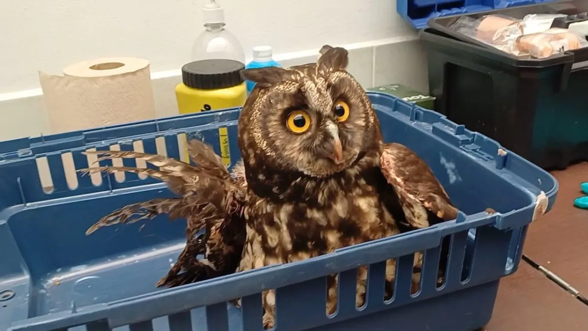 26 animales silvestres, entre un oso hormiguero, búhos, tortugas y crías de zarigüeya, fueron rescatados en Cundinamarca