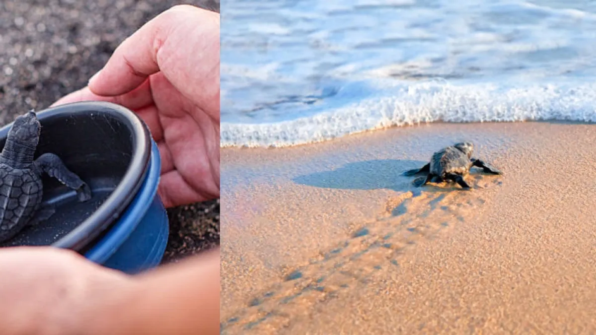 Buscan voluntarios para cuidar tortugas en Costa Rica: alojamiento y actividades incluidas en una playa paradisíaca por menos de 900.000 pesos