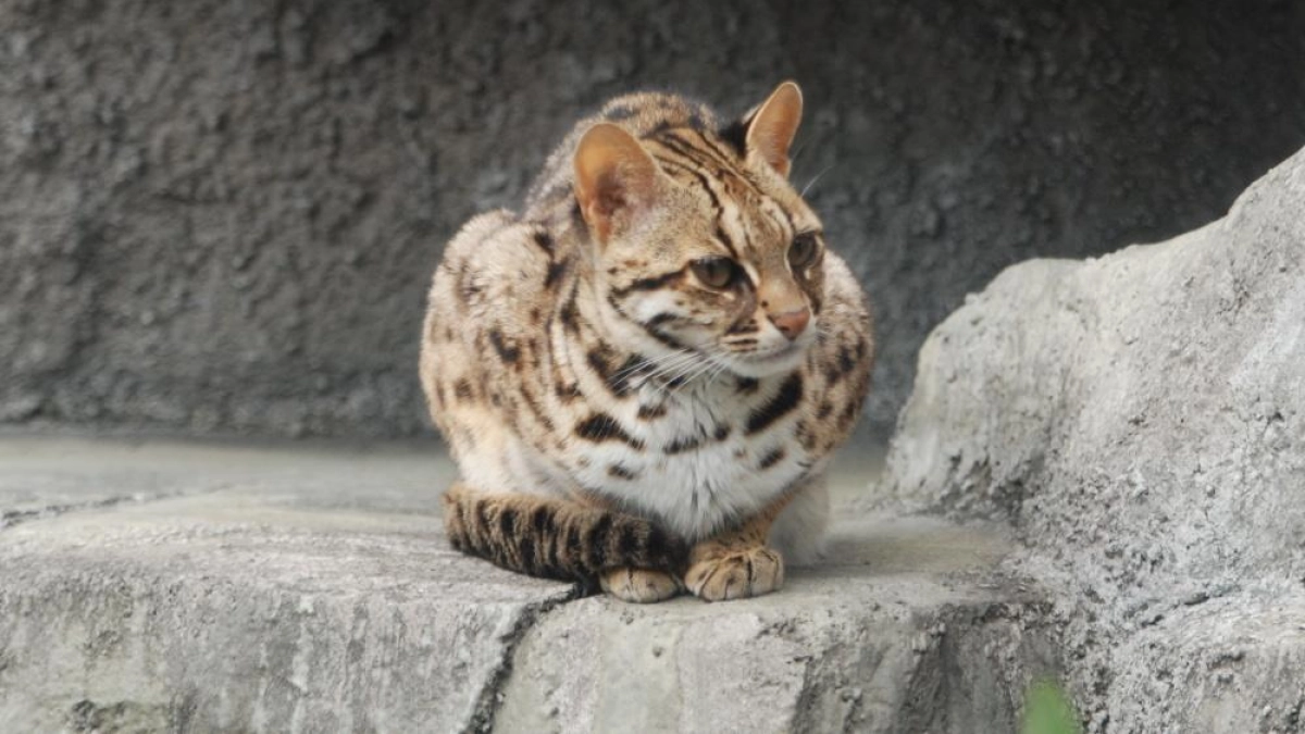 Gato leopardo de Tsushima: estudio revela un rasgo inusual en este felino que está en peligro de extinción