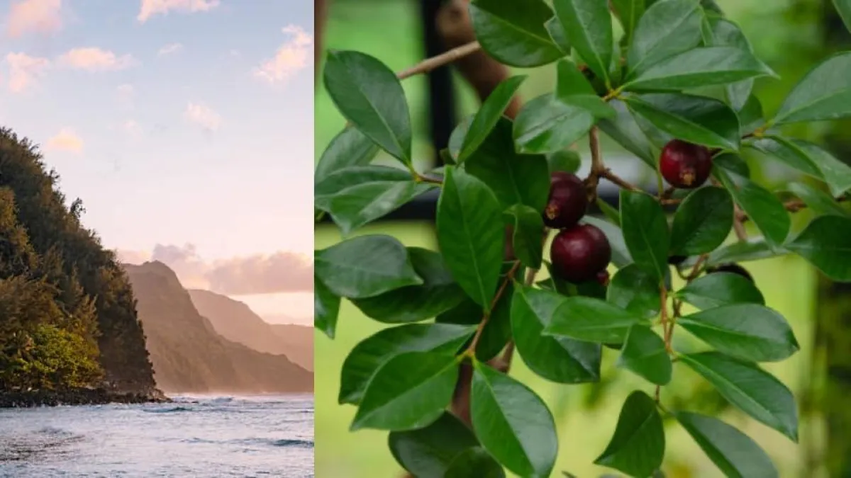 Lo plantaron para alimentar a la población en Hawái y terminó siendo una planta invasora: 200 años después combaten este árbol con drones e insectos