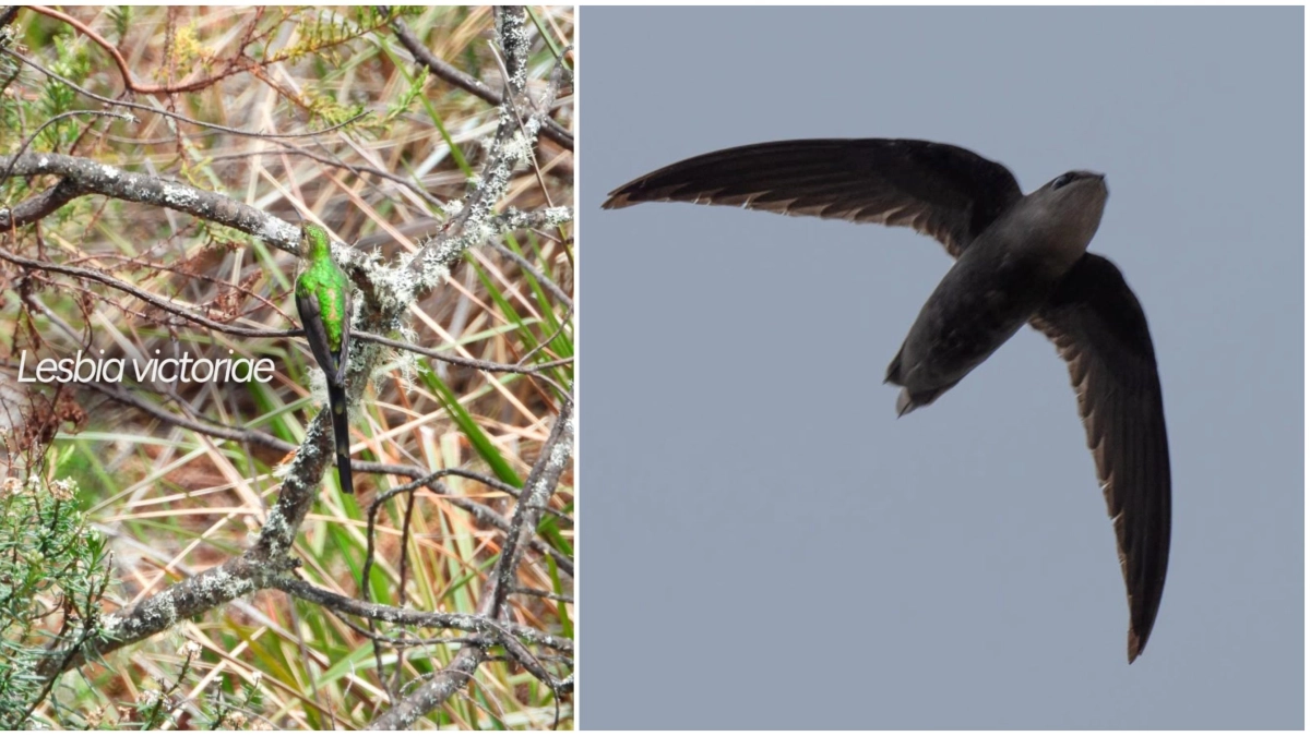 Estas son las dos nuevas especies de aves que fueron registradas por primera vez en el Huila