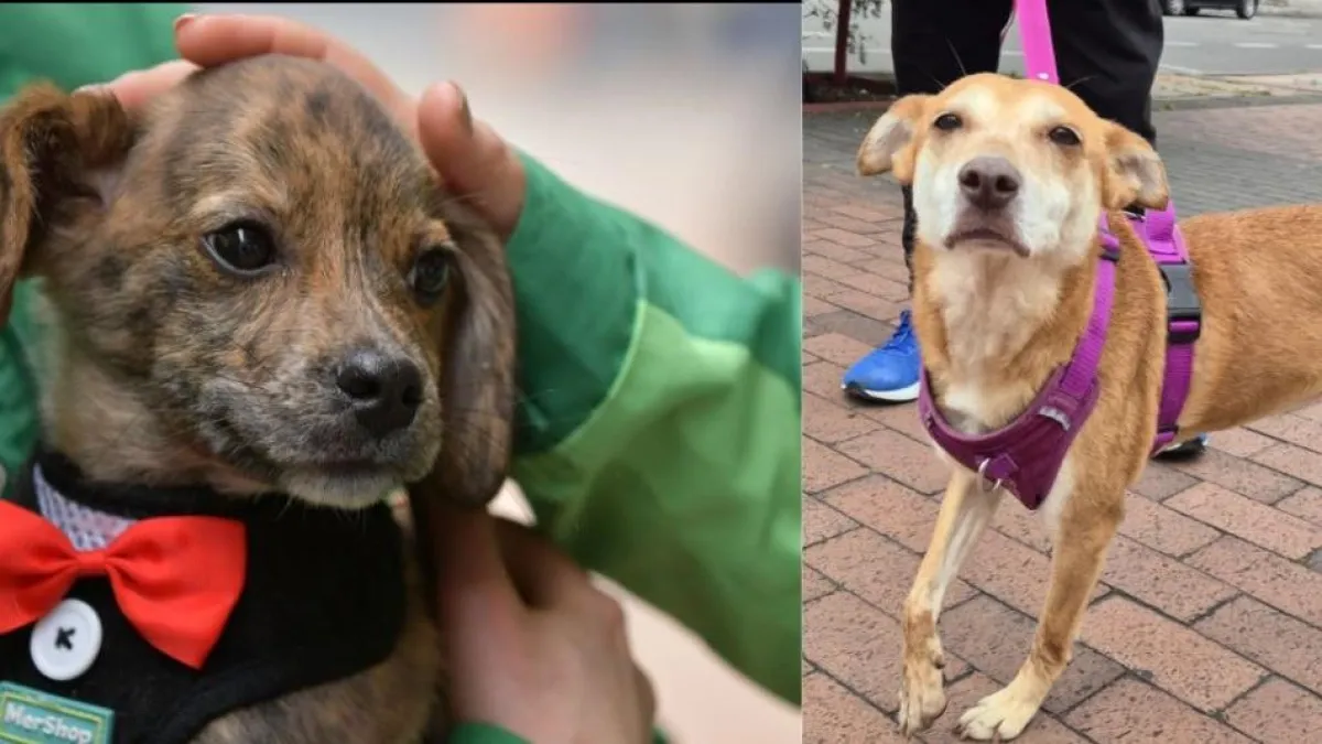 Concierto en Bogotá busca promover la tenencia responsable de perros y gatos y prevenir el abandono de animales