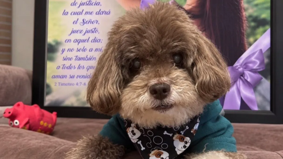 La historia de Salomón tras un mes del terremoto en Colombia: el perrito que fue salvado por su dueña bajo escombros, dejó de comer tres días