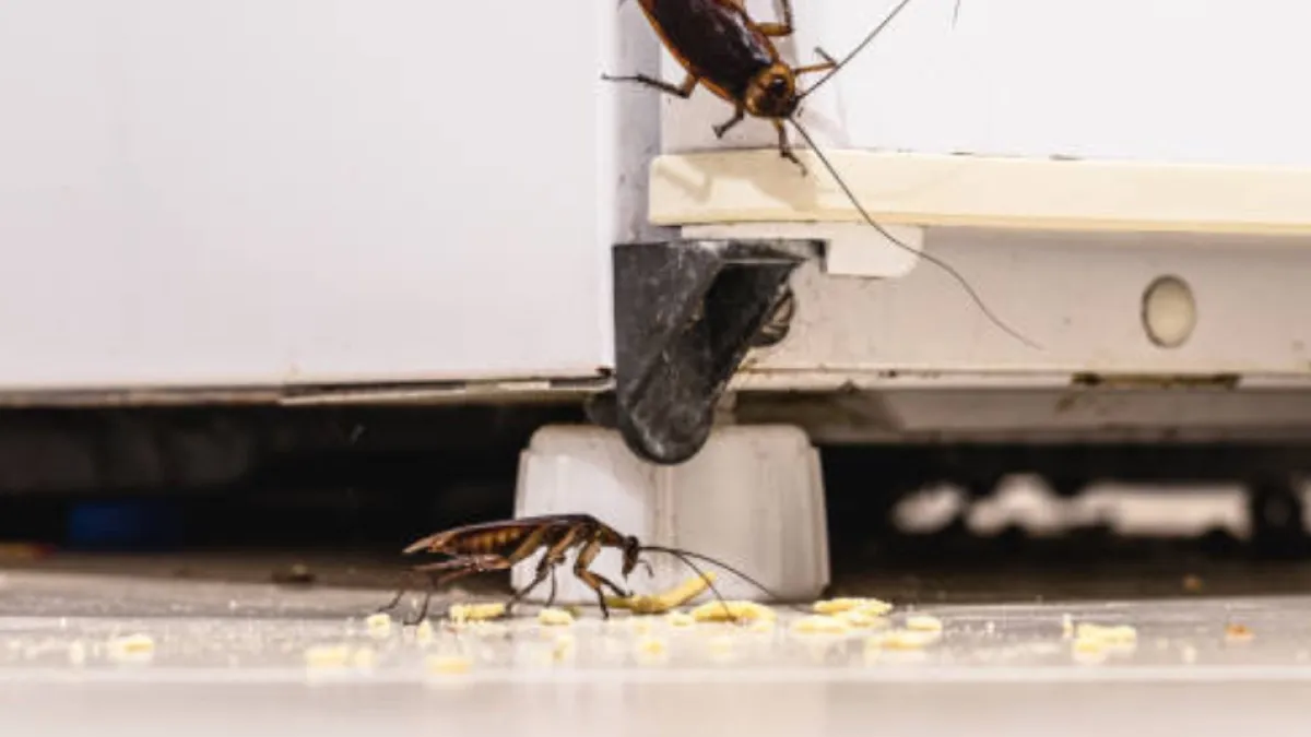 ¿Cómo prevenir una infestación de cucarachas en su casa y dónde se esconden?