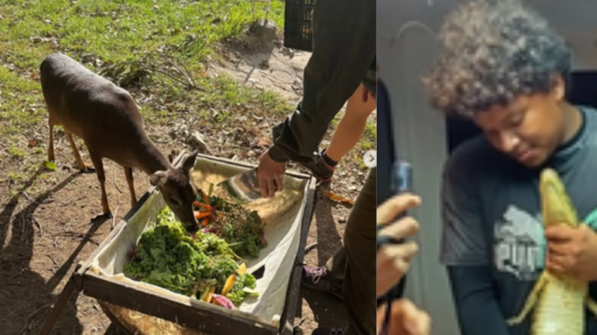Buscan voluntarios para vivir cerca de una playa del Caribe y cuidar animales silvestres en Costa Rica