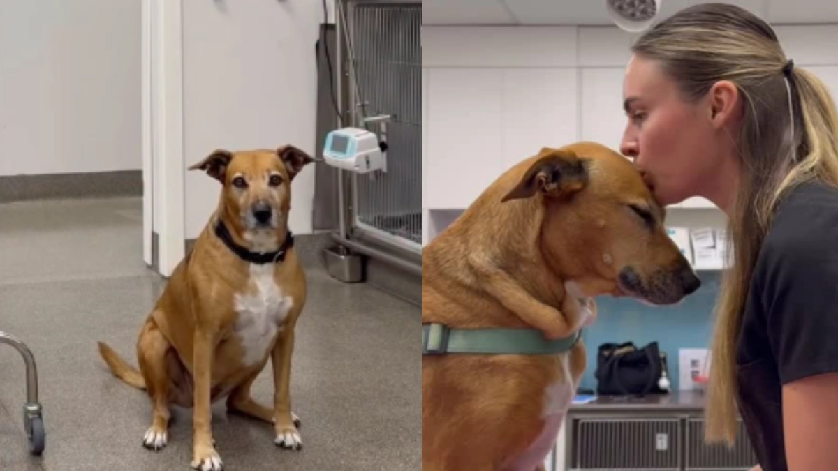 Nala, la perrita que nunca los deja solos: acompaña a otros perros en sus últimos momentos antes de la eutanasia