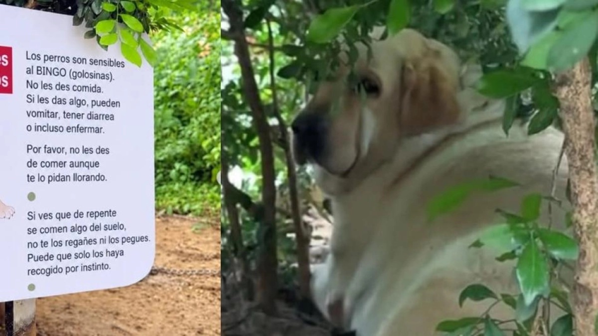 'No le des de comer aunque te lo pida llorando': el curioso cartel sobre un perro que 'nunca se llena'