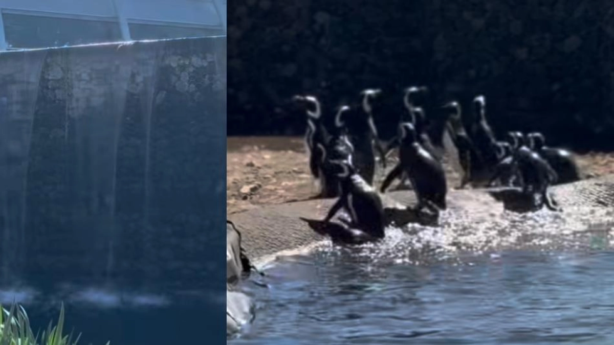 Video: así fue el traslado de más de 40 pingüinos de un acuario en quiebra a un refugio animal similar a su entorno natural