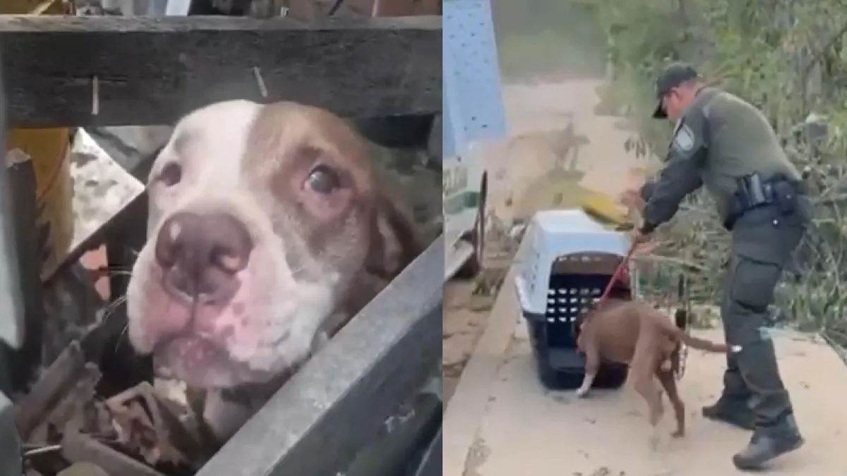 Rescatan a pitbull en grave estado de desnutrición tras presunto caso de maltrato animal en el norte de Bucaramanga