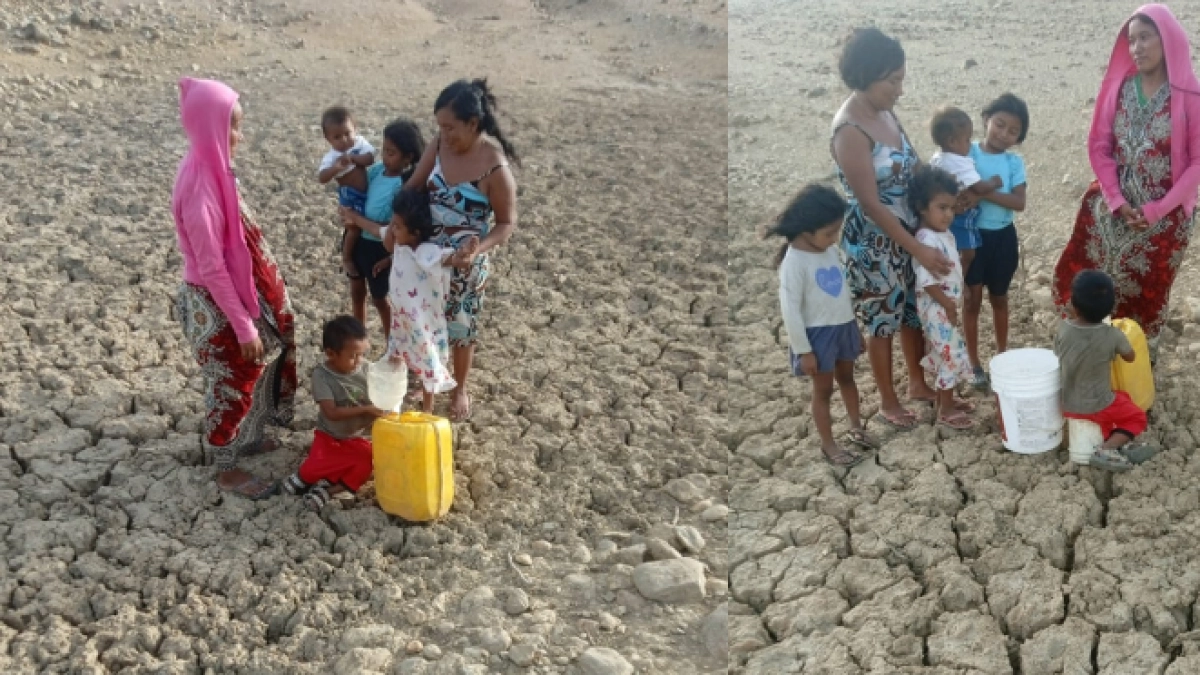 Alta Guajira al límite: wayúu excavan por agua mientras mueren sus animales