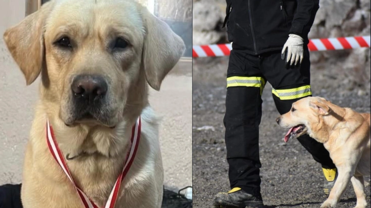 Murió Quino, perrito español que participó en las labores de rescate tras terremoto en Venezuela: llevaba dos meses luchando contra rara enfermedad