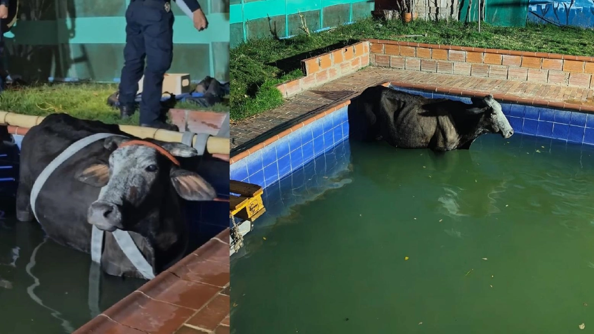 Maratónico rescate del Cuerpo de Bomberos de Bucaramanga: una vaca embarazada de aproximadamente 500 kilos cayó en una piscina por error