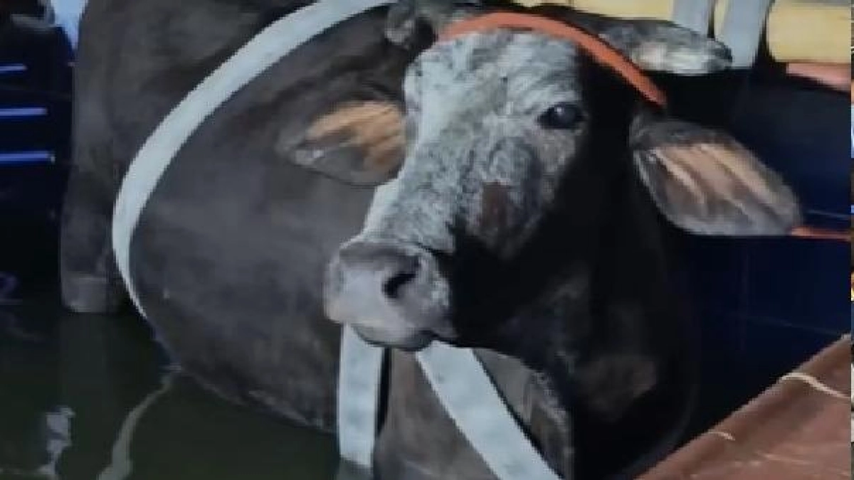 Maratónico rescate del Cuerpo de Bomberos de Bucaramanga: una vaca embarazada de aproximadamente 500 kilos cayó en una piscina por error