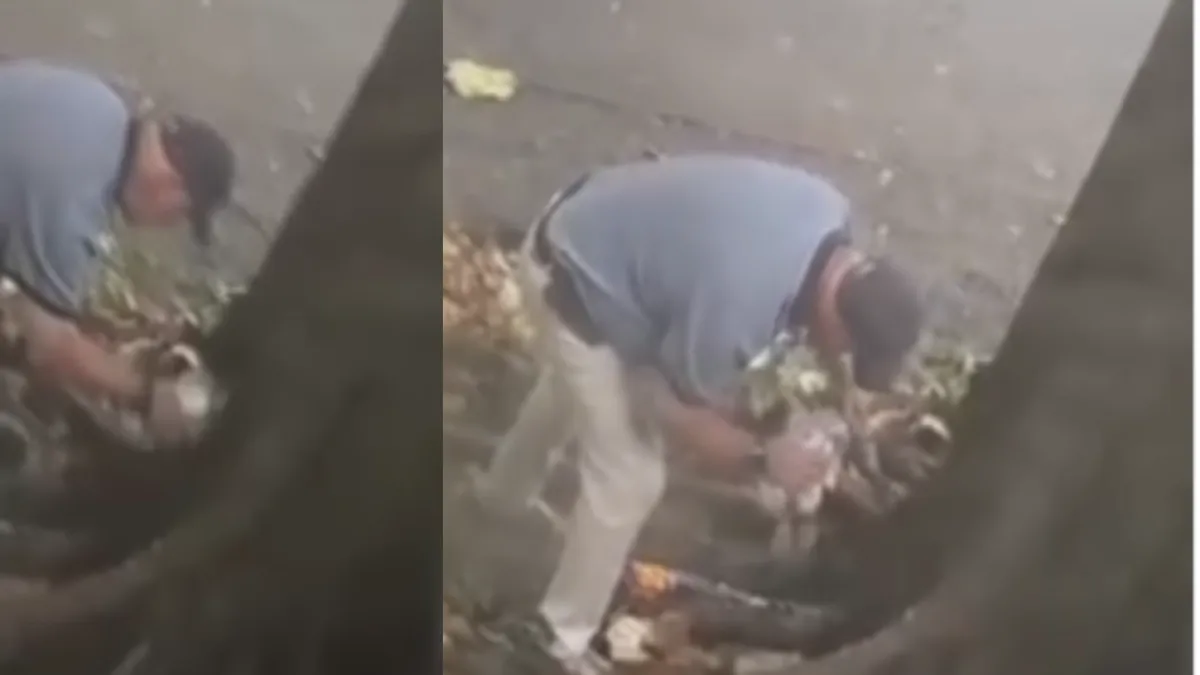 Habitantes de Medellín denuncian que estarían secando un árbol con aceite quemado o gasolina para justificar su tala: ¿cuál es la multa