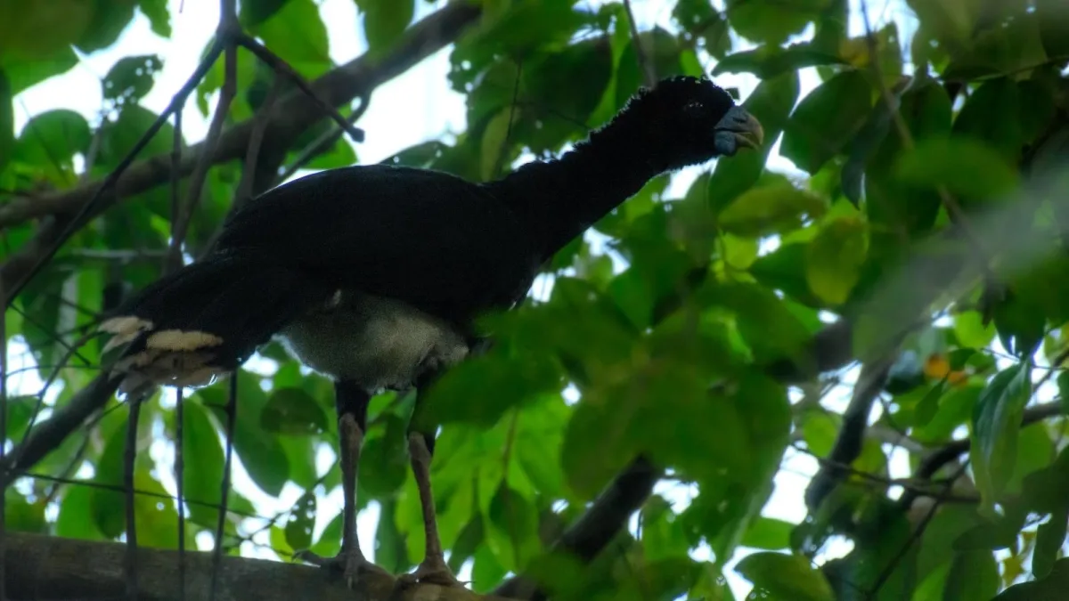 ‘¿Y ese pajarraco qué?’: el proyecto que busca salvar al paujil de pico azul, una especie que pocos colombianos conocen y que solo existe en el país
