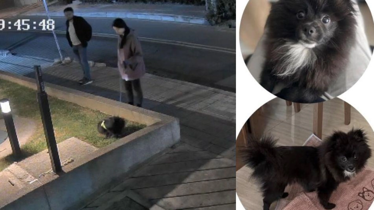 Video del momento exacto cuando ladrones en motocicleta escapan con un perro que robaron en Bogotá: 'El perrito salió volando'