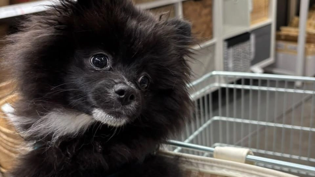 Pato, el perro negro de raza pomerania que fue robado en Suba, Bogotá, ya está con su familia: ‘Estamos muy agradecidos’