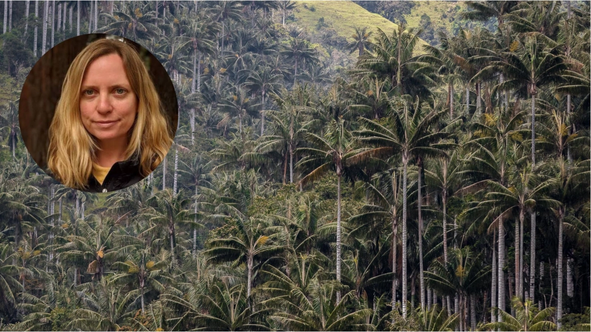Exclusivo: así ayudó Google a proteger el mayor bosque de palma de cera de Colombia, el Santuario de Flora Palmares de Tochecito