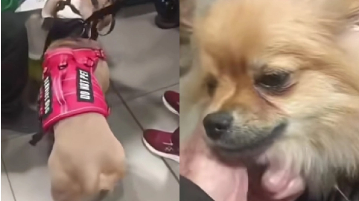 Dogs allegedly abandoned at Bogotá’s El Dorado Airport after Miami‑Cali flight