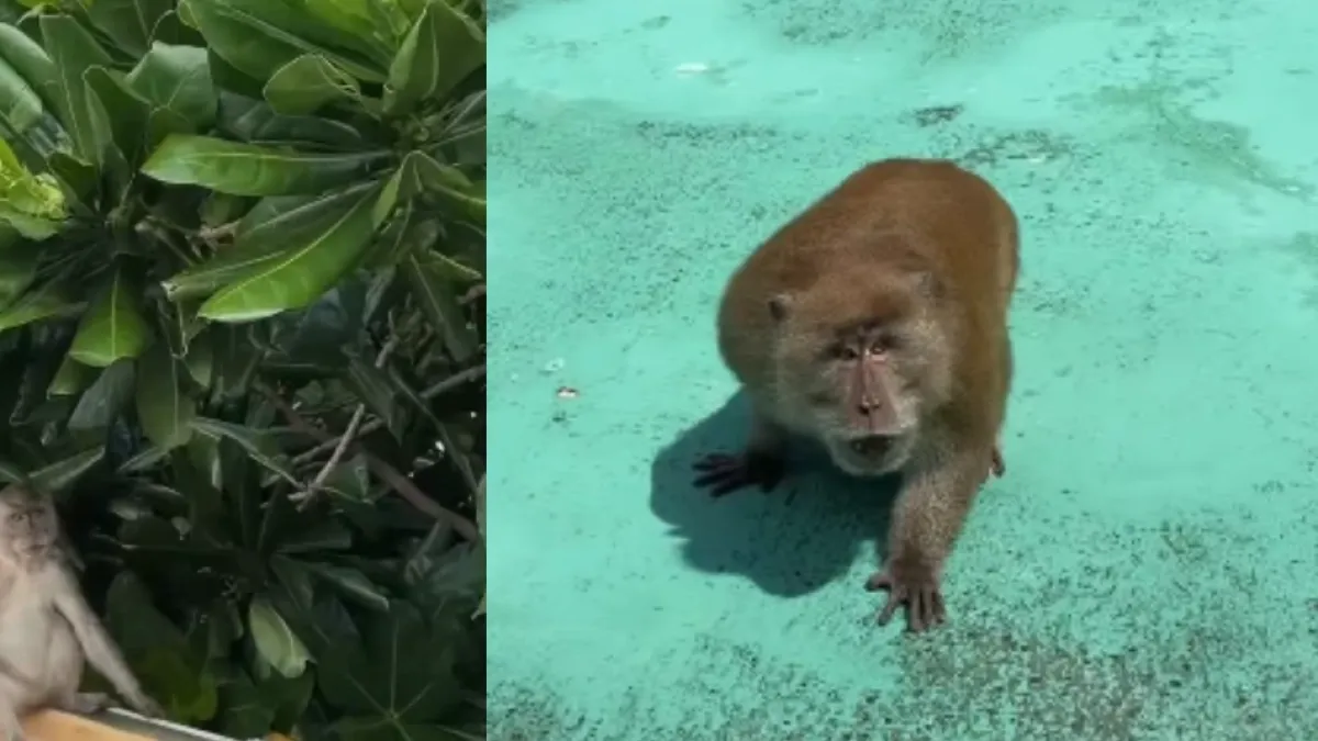 Video: colombiano se enfrentó a varios monos pese a tener una mano rota y afirmó que le ‘querían robar el celular’