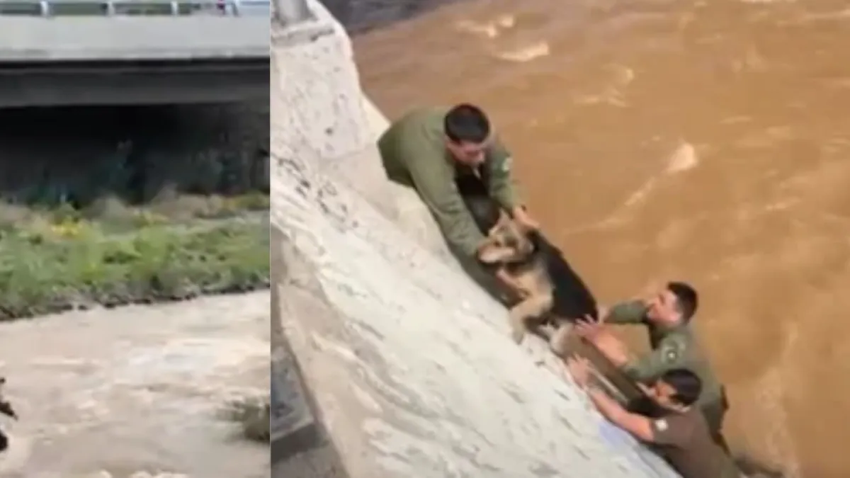 Conmovedor rescate en Chile de un perro que quedó atrapado en medio del río Mapocho tras fuerte lluvia